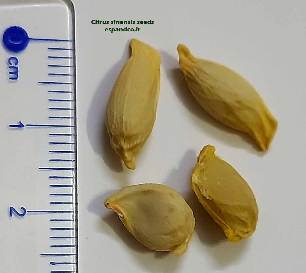  Citrus sinensis seeds 
